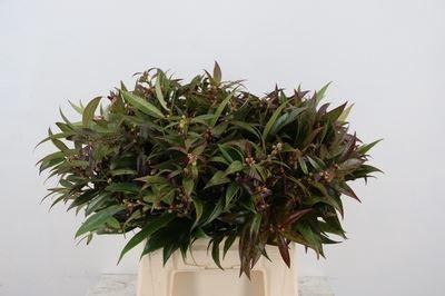 <h4>Leucothoe walteri 'Rainbow'</h4>