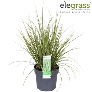 Carex brunnea Variegata P14