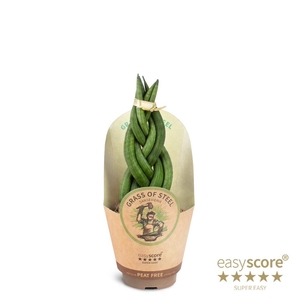 SANSEVIERIA CYLINDRICA p9 Braid