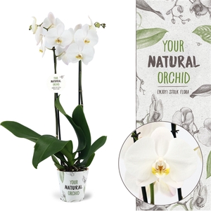 Your Natural Orchid | Cambridge | Phalaenopsis 2 spike