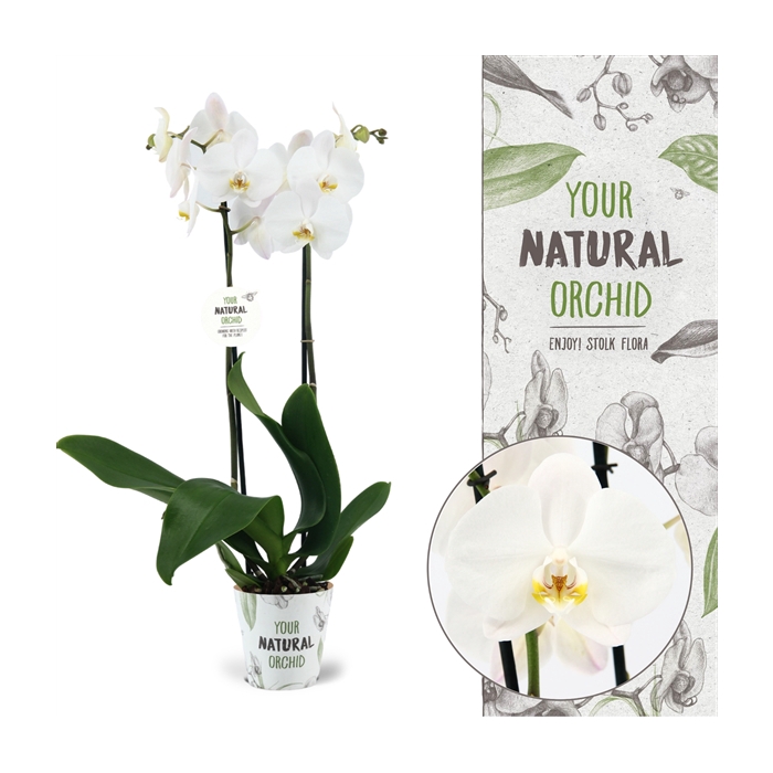 <h4>Your Natural Orchid | Cambridge | Phalaenopsis 2 spike</h4>