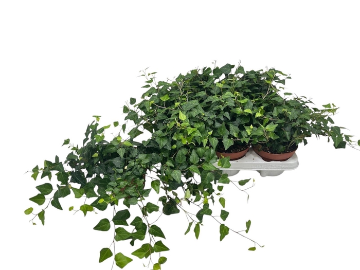 <h4>HED HE LADY KAY</h4>