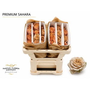 Rosa Premium Sahara