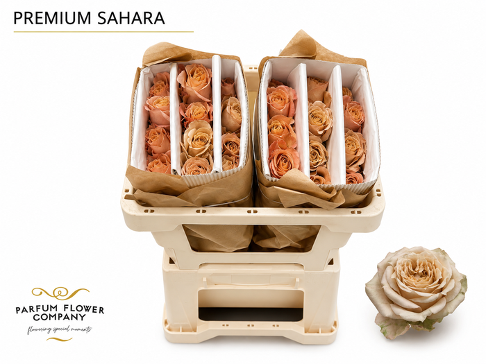 <h4>Rosa Premium Sahara</h4>