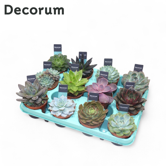 <h4>Echeveria Mix (decorum) Decorum+Steker</h4>