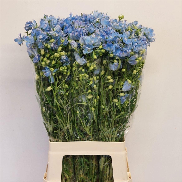 <h4>Delph En M Plat Blue</h4>