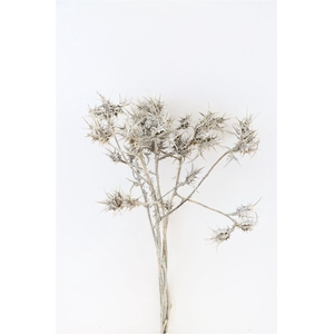 Dried Eryngium Natural Grey Bunch