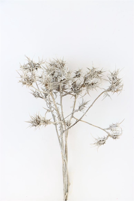 Dried Eryngium Natural Grey Bunch