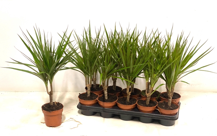 <h4>DRA MARGINATA</h4>