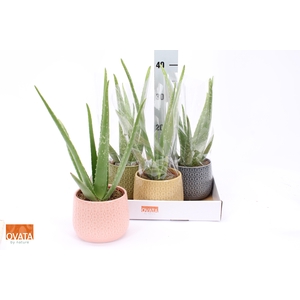 ALOE VERA