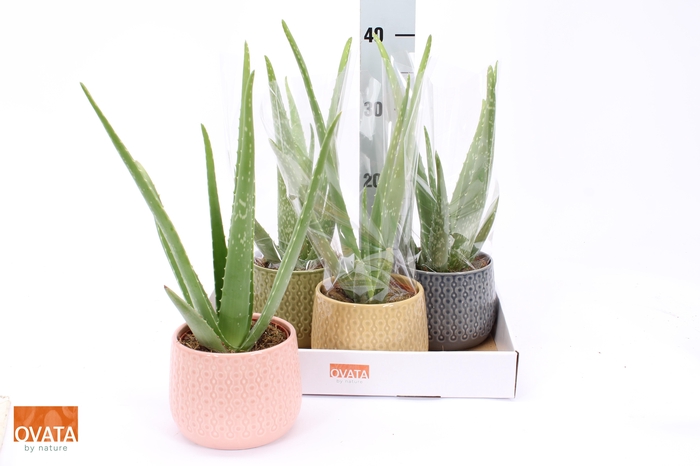 <h4>ALOE VERA</h4>