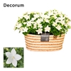 Campanula Atlanta Field Basket