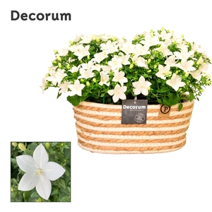 Campanula Atlanta Field Basket