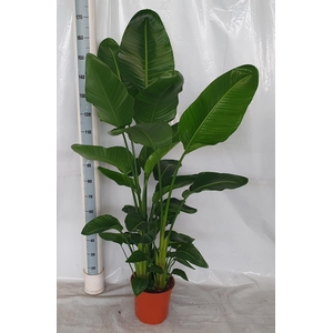 STRELITZIA NICOLAI