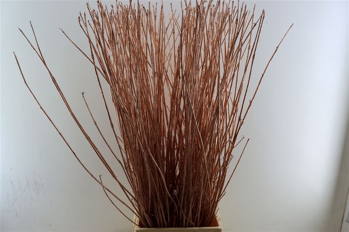 <h4>Cornus Paint Copper Stem</h4>