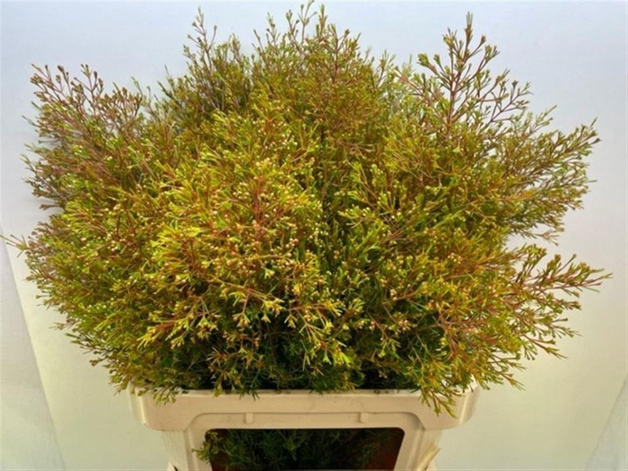 <h4>CHAME UN VEGA BLAD</h4>