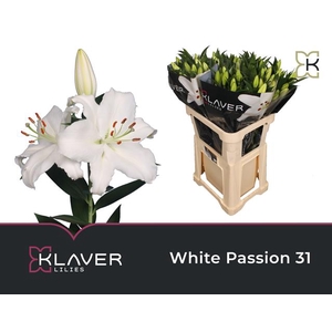 LI OR WHITE PASSION 3+