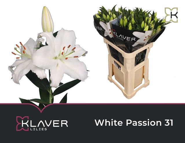 LI OR WHITE PASSION 3+