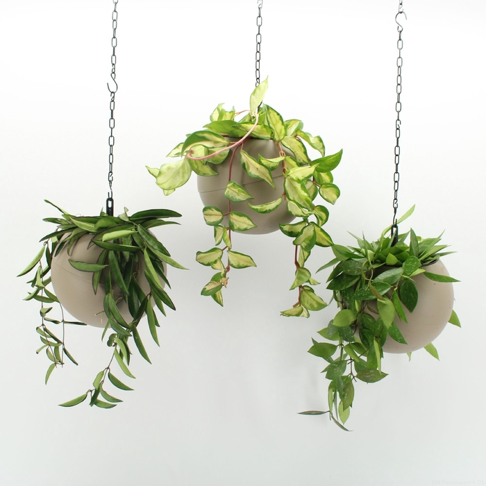 <h4>Opm Globee Indoor Hoya Mix 124</h4>