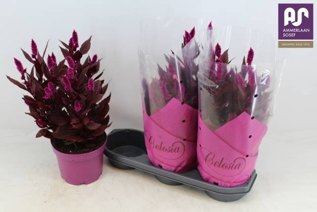 <h4>CEL MYSTIC SHADES</h4>