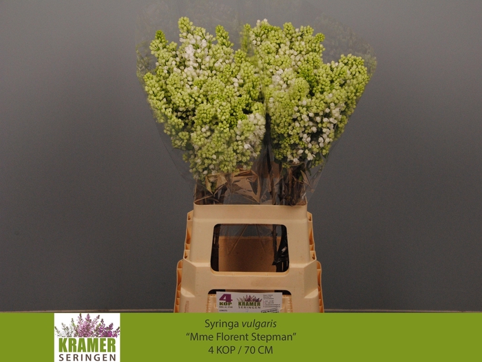 <h4>SYR V MME FL STEPMAN</h4>