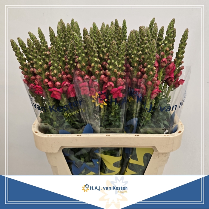 <h4>ANTIR POTO CHER ROSE</h4>