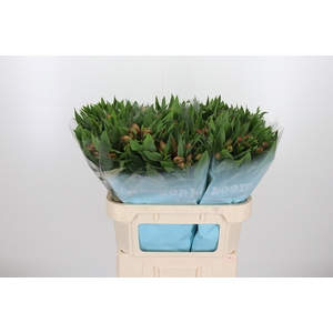 Alstroemeria Vixen 80 Gram