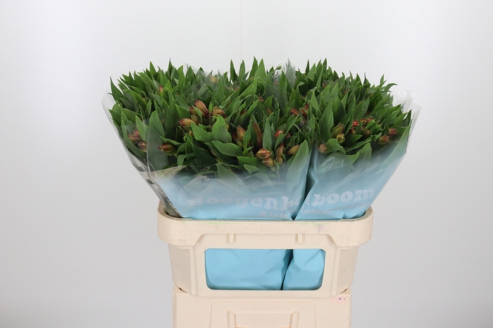 <h4>Alstroemeria Vixen 80 Gram</h4>