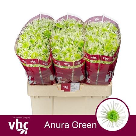 Sant Anura Green