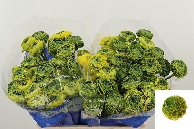 <h4>RAN PON PON FLORA</h4>