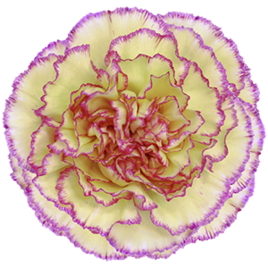 <h4>DIAN.ST. Komachi Fiesta</h4>