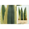 Agave americane bleu