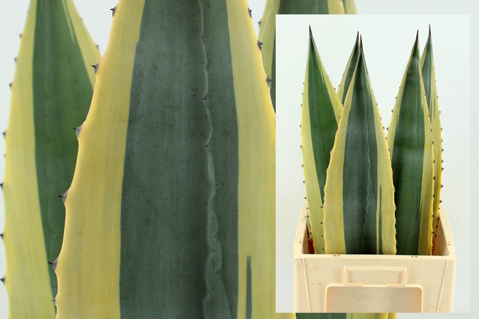 Agave americane bleu