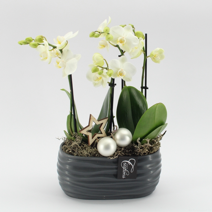 <h4>Opm PHALXM-2430 Phalaenopsis Xmas</h4>