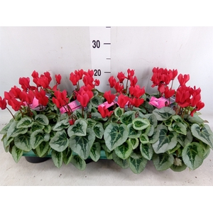 Cyclamen KL 'Picasso'