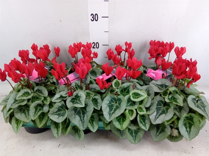 <h4>Cyclamen KL 'Picasso'</h4>