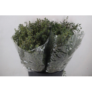 Euca Parvifolia Short 150gr P Bunch