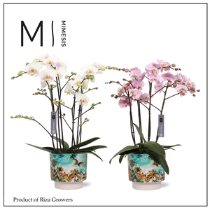 Phalaenopsis Marvellous Mix 50+ – 17cm in Camelia Fresia Fresh | Mimesis