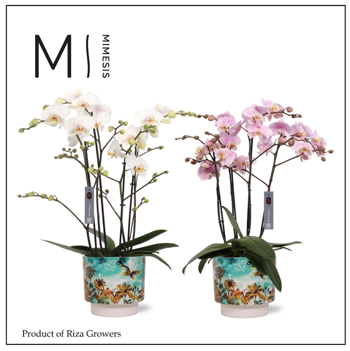 <h4>Phalaenopsis Marvellous Mix 50+ – 17cm in Camelia Fresia Fresh | Mimesis</h4>