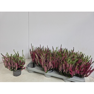 CALLU NOVA GEM 3 KL