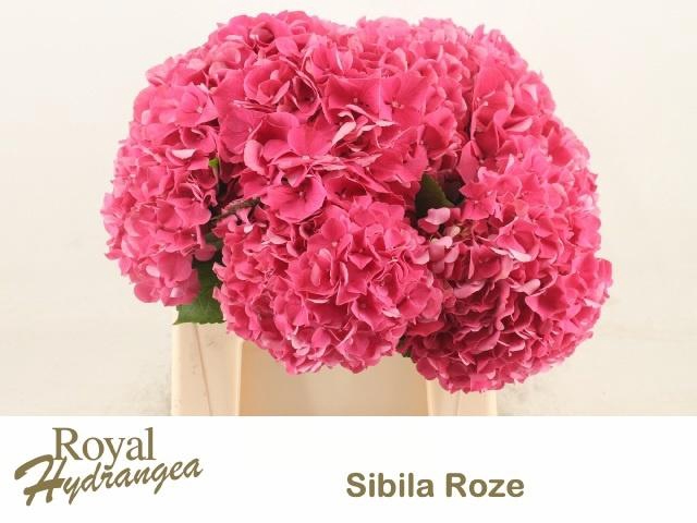 <h4>HYDR M SIBILLA RD</h4>