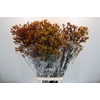 Anigozanthos Gold Fever