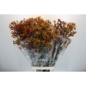 Anigozanthos Gold Fever