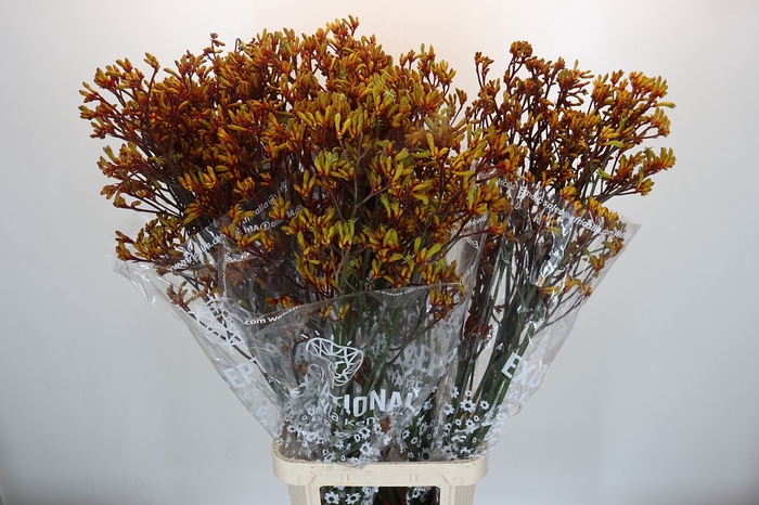 <h4>Anigozanthos Gold Fever</h4>