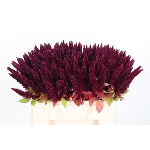 Amaranthus Rood