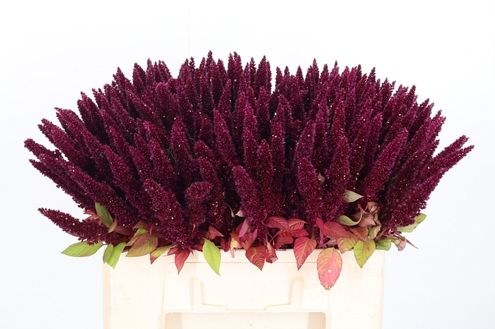 <h4>Amaranthus Rood</h4>