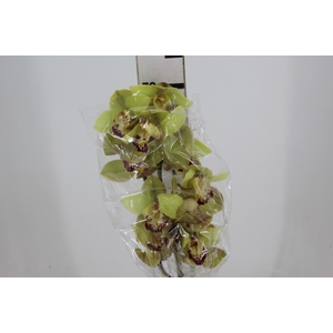 CYMBIDIUM HT 10/14 FLS VERDE