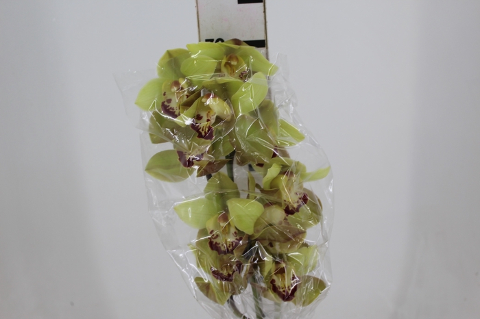 <h4>CYMBIDIUM HT 10/14 FLS VERDE</h4>