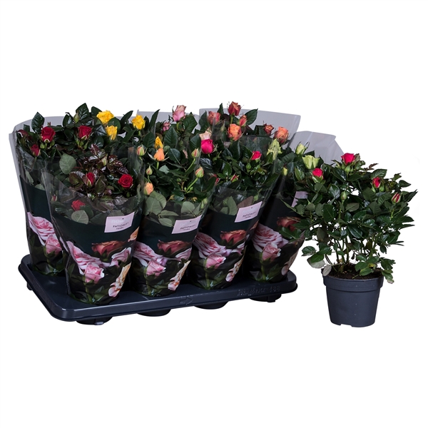 <h4>Nolina Roses Ø 13 cm Mix</h4>