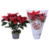 Euphorbia fantasy star jolly Xmas hoes